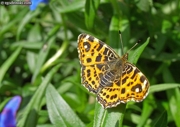 motyl, butterfly